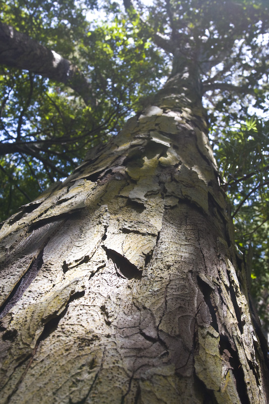 Sunlight On Tree Trunk